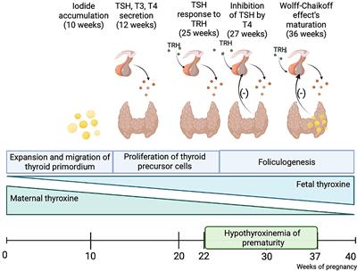 Congenital Hypothyroidism in Preterm Newborns – The Challenges of Diagnostics and Treatment: A Review